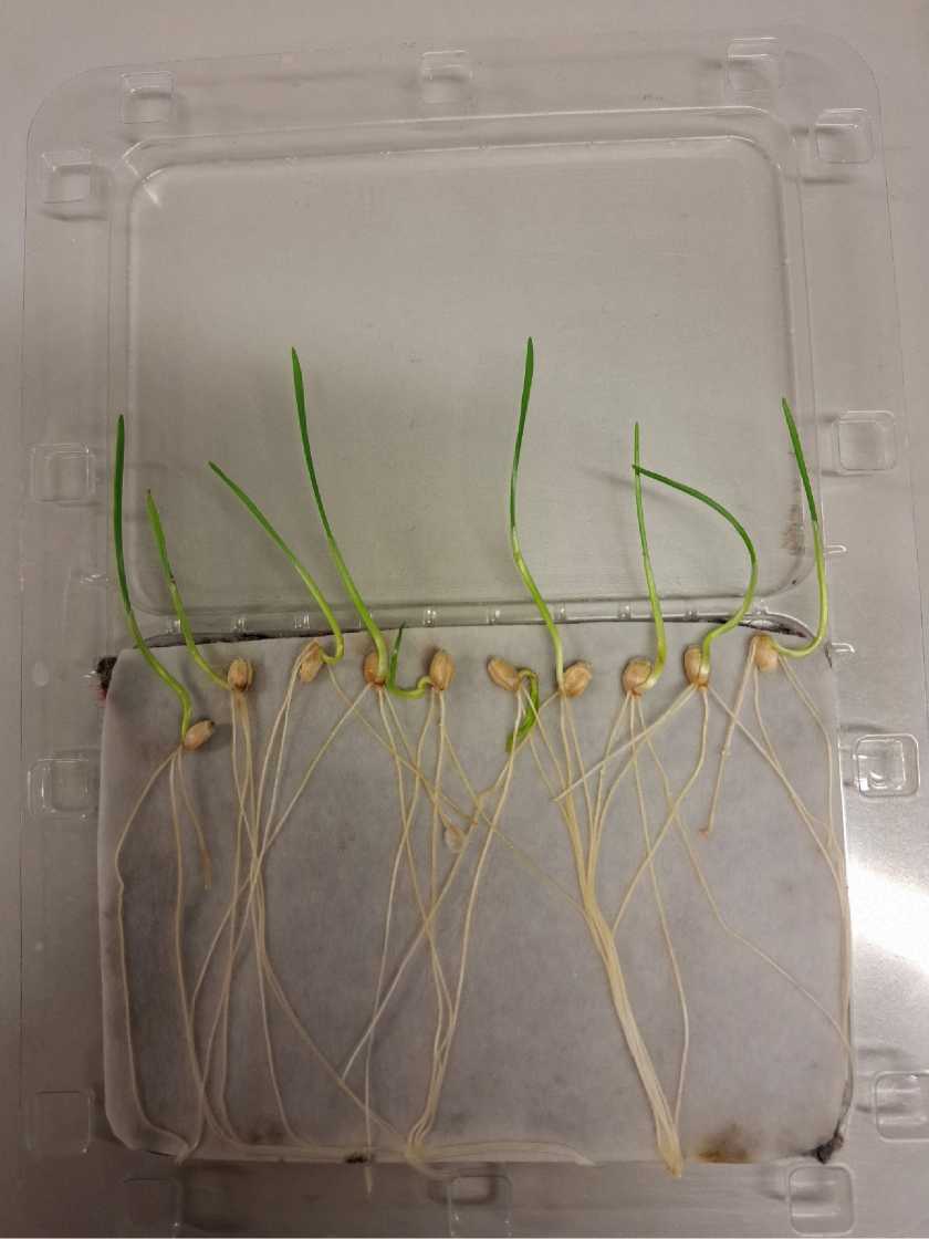 Seedlings and root development in the University of Latvia laboratory report